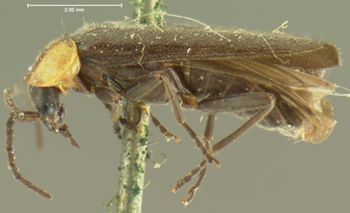 Media type: image;   Entomology 3390 Aspect: habitus lateral view 3